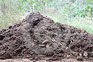 Pile of manure used to fertilize plants. Heap of cow dung which is used for gardening and fertilize plants in short for organic