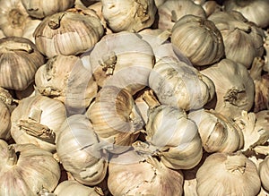 Pile of many fresh garlic in the farmers market for sale from field for background. Close up