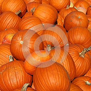Pile of Many Pumpkins