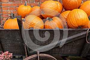 Pile of many ripe orange bright pumpkins on old wooden cart carriage against brick wall at pumpkin farm yard. Halloween