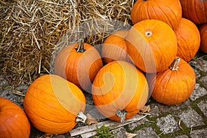 Pile of many ripe orange bright pumpkins on trailer cart against straw hay at pumpkin farm yard. Halloween thanksgiving