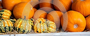 Pile of many ripe orange bright pumpkins on trailer cart against straw hay at pumpkin farm yard. Halloween thanksgiving