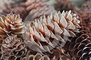 A pile of many various brown fir cones front view