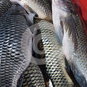 A pile of medium sized goldfish sold by traders in the market