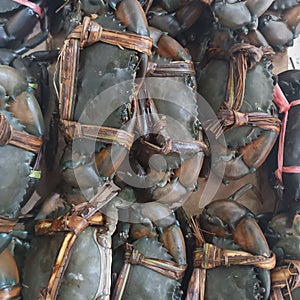 A pile of medium-sized mud crabs being sold by traders at the fish market