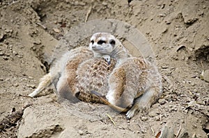 Pile of Meerkats