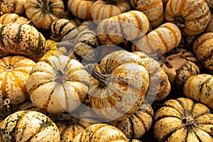 Pile of mini pumpkins