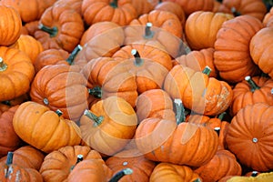 Pile of Mini Pumpkins background