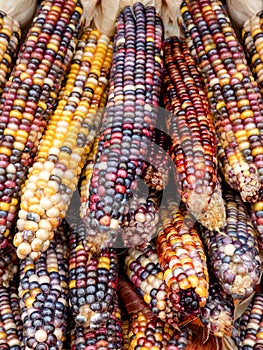 Pile of multicolored corn photo