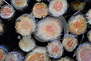 Pile of multiple sawn off wood tree logs with year growth rings