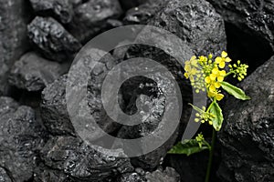 Pile of natural black hard coal or diamond coal background