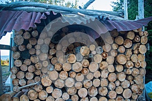 a pile of natural logs laid out under a canopy round wood stump texture background pattern