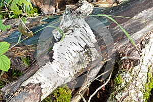 Pile of Natural Logs and Tree Branches in Forest