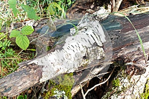 Pile of Natural Logs and Tree Branches in Forest