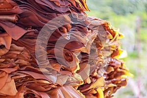 Pile of natural rubber sheets in a factory in Thailand