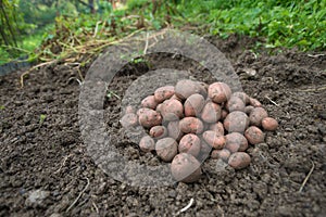 Pile of newly harvested potatoes - Solanum tuberosum on field. Harvesting potato roots from soil in homemade garden. Organic