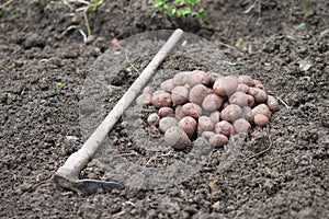 Pile of newly harvested potatoes - Solanum tuberosum with hoe on field. Harvesting potato roots from soil in homemade garden.