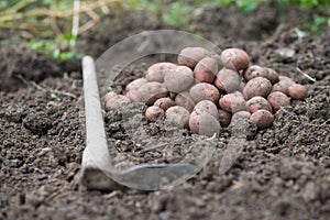 Pile of newly harvested potatoes - Solanum tuberosum with hoe on field. Harvesting potato roots from soil in homemade garden.