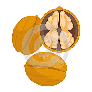 Pile of nuts vector illustration walnuts