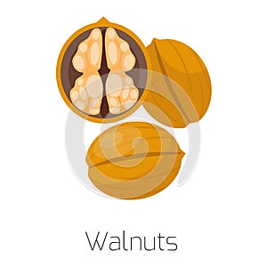 Pile of nuts vector illustration walnuts