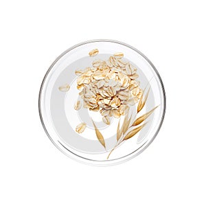 Pile of oatmeal and its plant on petri dish photo