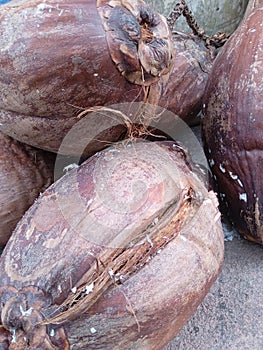 pile of old brown coconuts