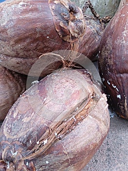 pile of old brown coconuts