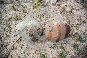 Pile of old coconuts .