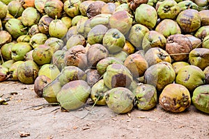Pile of old coconuts on the ground, Thailand.