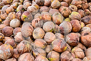 Pile of old coconuts on the ground, Thailand.
