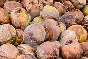 Pile of old coconuts on the ground, Thailand.