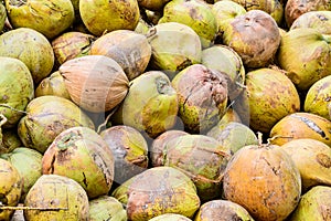 Pile of old coconuts on the ground, Thailand.