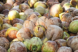 Pile of old coconuts