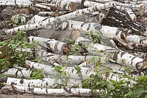 Pile of old cut birch tree logs