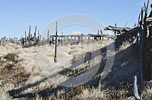 A pile of old dead tumbleweeds on the fence