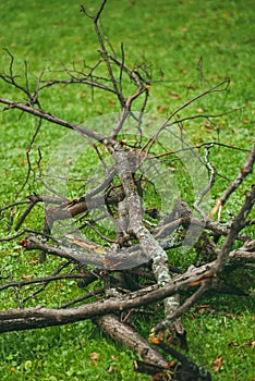 A pile of old and diseased tree branches is lying on the green lawn. The concept of garden care