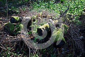 Pile of Old Moss Covered Cut Logs on a Forest Floor