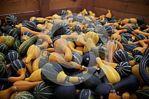 Pile of One-of-a-Kind Gourds Invite Pumpkin Patch Purchases
