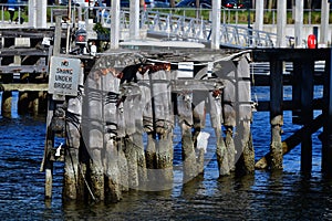 Pile Ons and dock in Tampa Florida photo