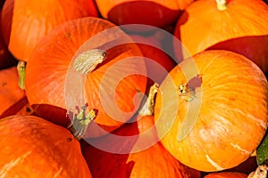 Pile of orange mature pumpkins in the farm