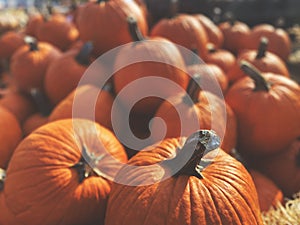 Pile of Orange Pumpkins at Pumpkin Patch