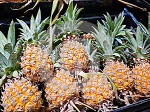 Pile of organic baby pineapple fruit display Tropical fruits, Healthy and vitamin food