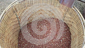 Pile of organic brown rice by using homemade mini rice milling machine or husk machine