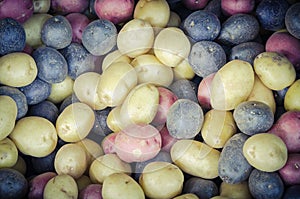 Pile of organic mixed medley rainbow potatoes background