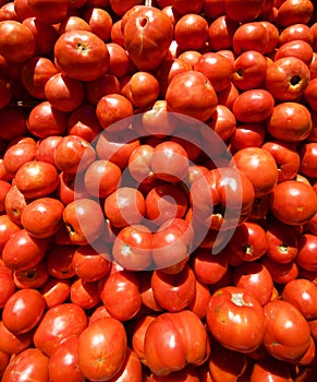 Pile of Organic Tomatoes