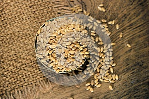 Pile of organic whole grain wheat. Fresh harvested wheat grain in a bowl isolated on wooden background.