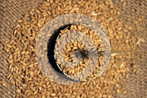 Pile of organic whole grain wheat. Fresh harvested wheat grain on wooden background.