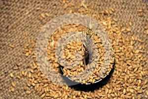 Pile of organic whole grain wheat. Fresh harvested wheat grain on wooden background.