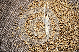 Pile of organic whole grain wheat. Fresh harvested wheat grain on wooden background.