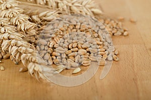 Pile of organic whole grain wheat kernels and ears